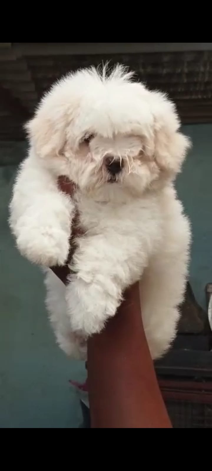 Order Female Maltese Puppy from Kolkata